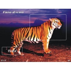 mec1161 - Fauna africana - Tigrul - colita n