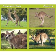 mec1204 - Fauna australiana - Cangurul - bloc n
