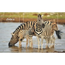mec1345 - Fauna africana - Zebra - colita n