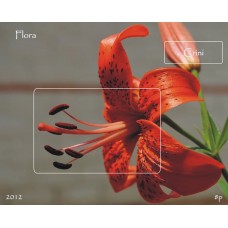 mec1349 - Flora - Crini - colita n