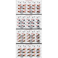 1557b - Hipism - minicoli s