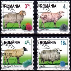 2164 - Rase de oi - serie s