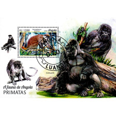 Angola 2018 - Primate - colita s