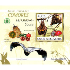 Insulele Comore 2009 - Lilieci - 1 - colita