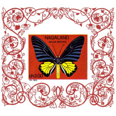 Nagaland - Fluturi - colita n